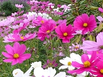 20071017ｺｽﾓｽ001.jpg